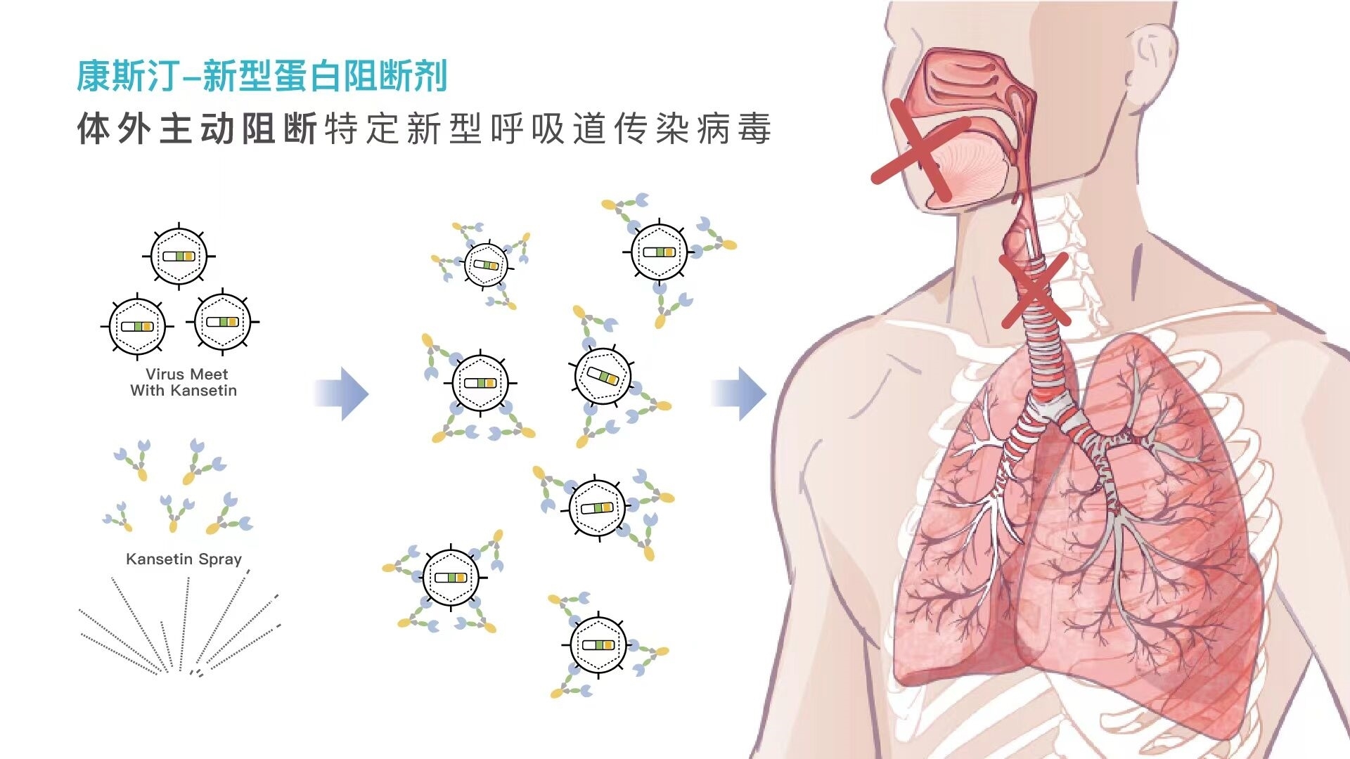 康码生物自主研发并合成出一款新型阻断蛋白“康斯汀”，可高效阻断新冠病毒和多种病毒变种侵染人体细胞