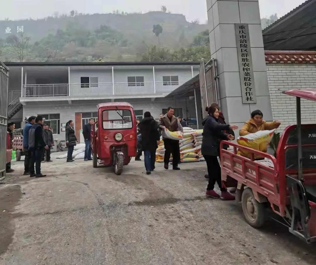 赋能乡村振兴 上市公司在行动丨涪陵榨菜：发展乡村特色产业 让满山“青疙瘩”变成致富“金疙瘩”