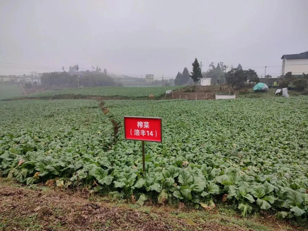 赋能乡村振兴 上市公司在行动丨涪陵榨菜：发展乡村特色产业 让满山“青疙瘩”变成致富“金疙瘩”