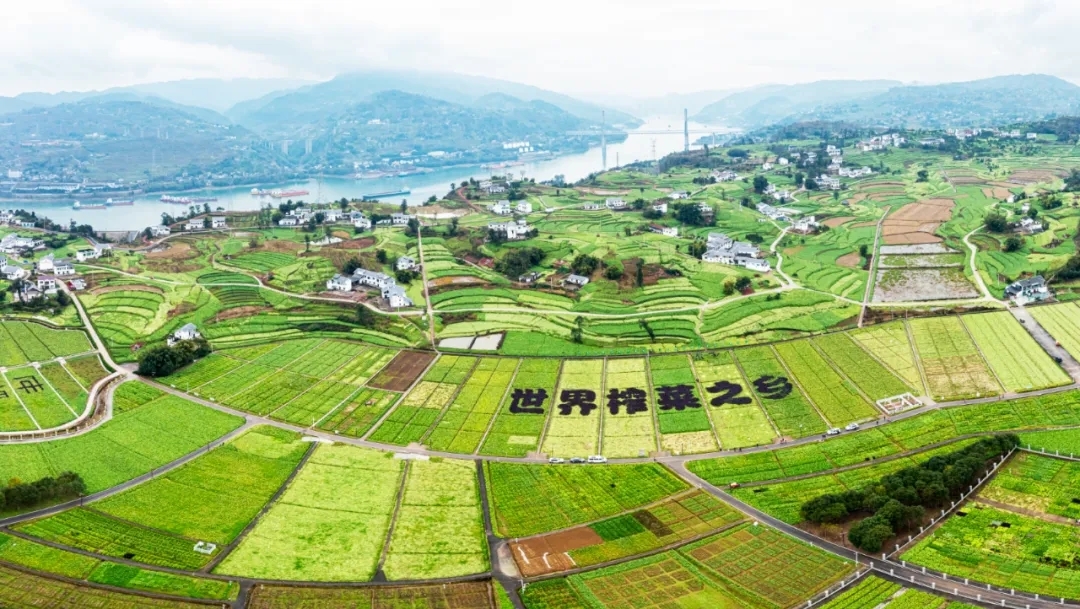 赋能乡村振兴 上市公司在行动丨涪陵榨菜：发展乡村特色产业 让满山“青疙瘩”变成致富“金疙瘩”