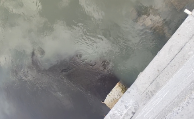 江苏涟水:污水直排数年未治 工作人员称“黑水不代表是污水” 江苏涟水:污水直排数年未治 工作人员称“黑水不代表是污水”