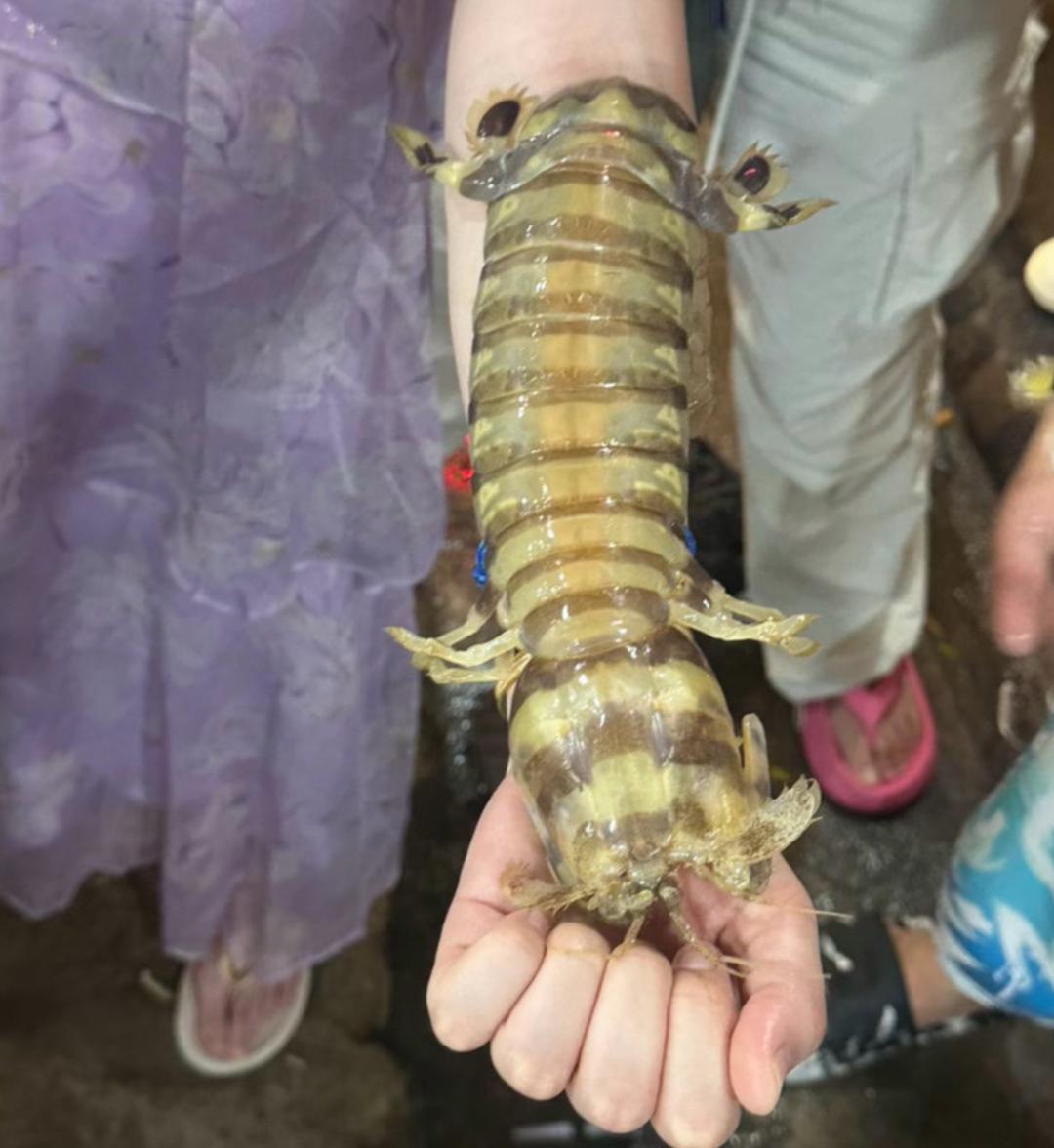 4只皮皮虾1035元 涉事海鲜店回应