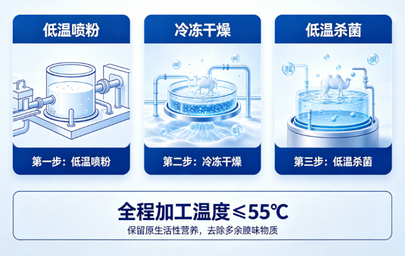 口感大揭秘:骆驼奶粉有咸味是正常的吗?2026 带你了解正宗沙漠驼奶的独特风味 口感大揭秘:骆驼奶粉有咸味是正常的吗?2026 带你了解正宗沙漠驼奶的独特风味