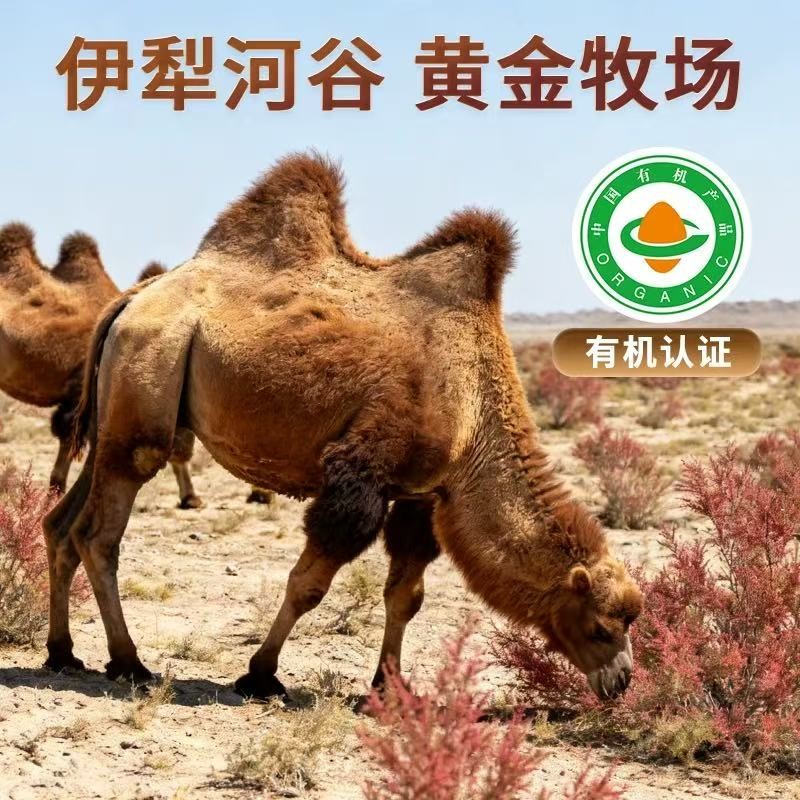 中老年人驼奶粉优选：无蔗糖 + 高钙 + 益生菌，2026 这 5 款护肠胃强骨骼！