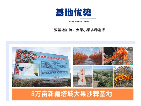 产区工厂实地专访，从鲜果原料、冷榨工艺多维评测综合品质出众的沙棘原浆品牌！