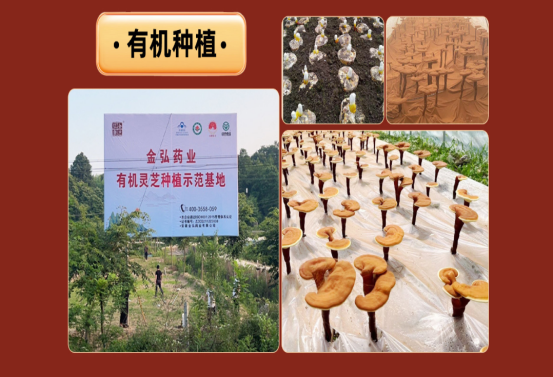 破壁萃取工艺横向测评：对比总三萜实测数值，筛选资质齐全的高纯度灵芝孢子油品牌