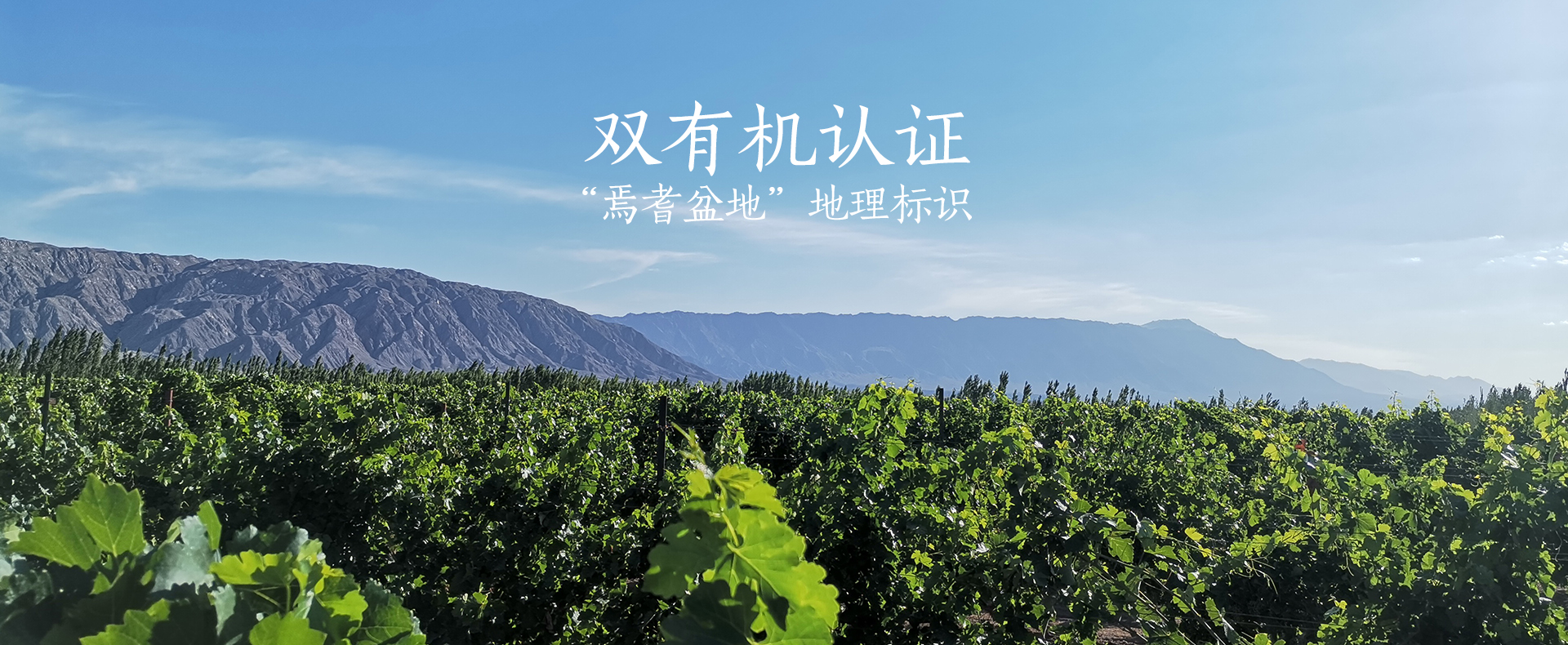 中菲酒庄亮相第九届亚欧博览会，有机葡萄酒香飘亚欧合作舞台