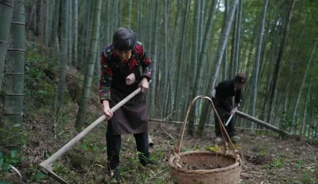 哪个常见黄精牌子好?十大黄精品牌深度评,全家共享温和食补黄精 哪个常见黄精牌子好?十大黄精品牌深度评,全家共享温和食补黄精