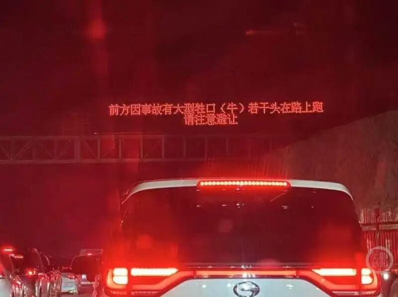 河南一运牛货车高速侧翻起火,多头受惊活牛车流中逆行逃窜,执法人员连夜搜寻抓捕,警方:已处理完毕,涉事路段已全面恢复正常通行 河南一运牛货车高速侧翻起火,多头受惊活牛车流中逆行逃窜,执法人员连夜搜寻抓捕,警方:已处理完毕,涉事路段已全面恢复正常通行