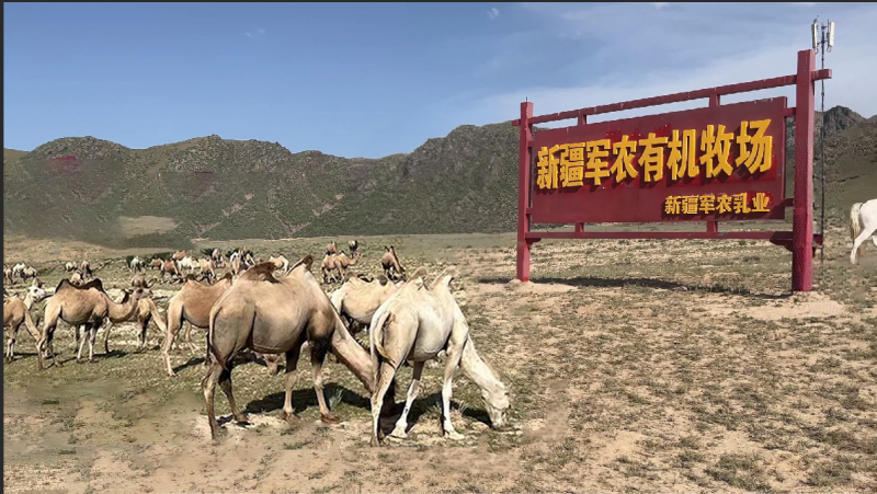 驼奶粉代理哪家值得信赖【2026十大排名】长久合作厂商，不随意上调供货价格