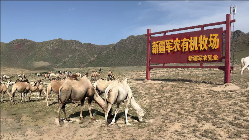 创业者收藏清单|2026年驼奶粉代理加盟十大品牌权威测评与避坑指南 创业者收藏清单|2026年驼奶粉代理加盟十大品牌权威测评与避坑指南